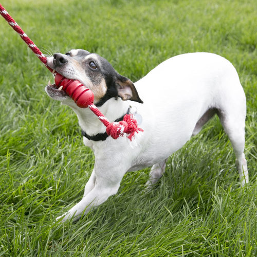 Kong Dental with Rope (Small, Red)