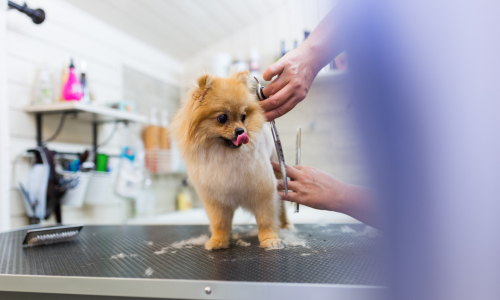 Dog being groomed