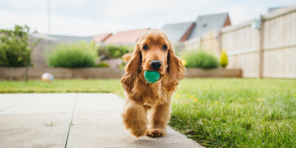 Dog with ball