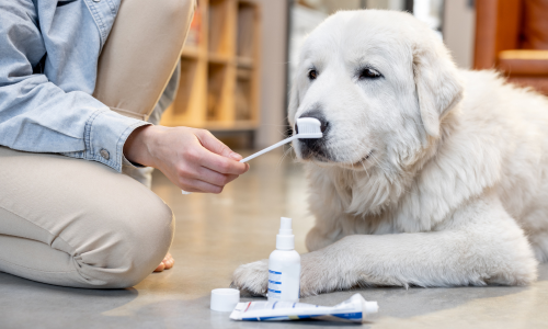 Dog with toothbrush