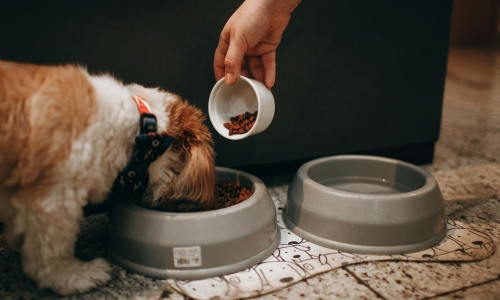anti gulping dog food bowl Anti Gulping Slower Food Feeding Dish  Kopi Pet Store