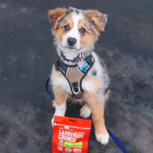 Stella & Chewy's Carnivore Crunch Grain Free Duck Recipe Freeze Dried Raw Dog Treats