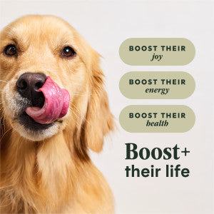 Instinct® RawBoost Real Beef Recipe Dry Dog Food
