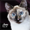 Fromm PurrSnickitty Tuna & Shrimp Entrée in Gelée Wet Cat Food