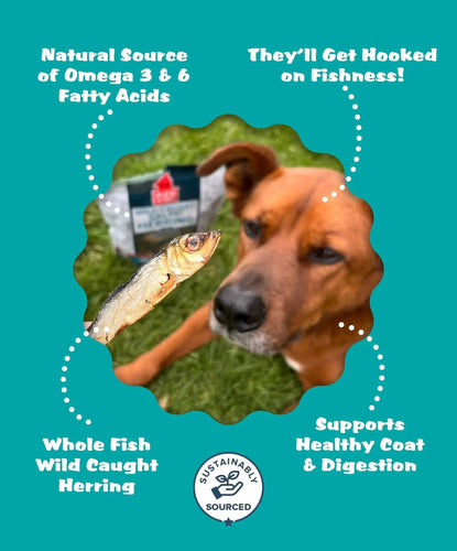 Platos Pet Treats Premium Wild Caught Baltic Herring Dog Treats